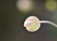 シュウメイギクの花蕾