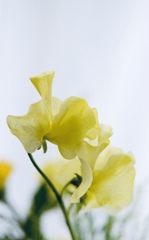 香り芳しく