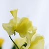 香り芳しく
