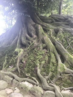 兼六園1