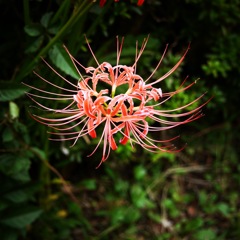 お彼岸前の曼珠沙華