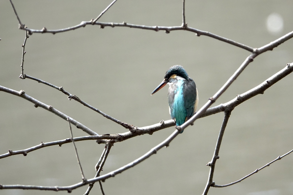 幾何学模様の中に居た貴女。