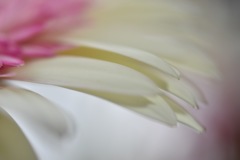 クリーム色の花びら