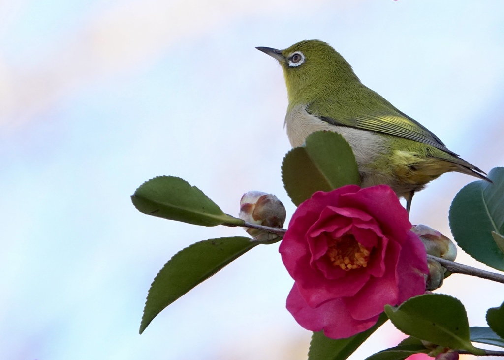 メジロと山茶花