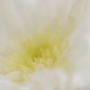 白菊の花。