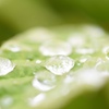 梅雨しずく、きらめいて。