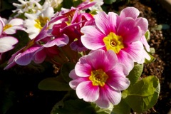 花に癒される月曜日です。 花に癒される月曜日です。