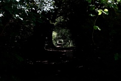 木陰のトンネル。