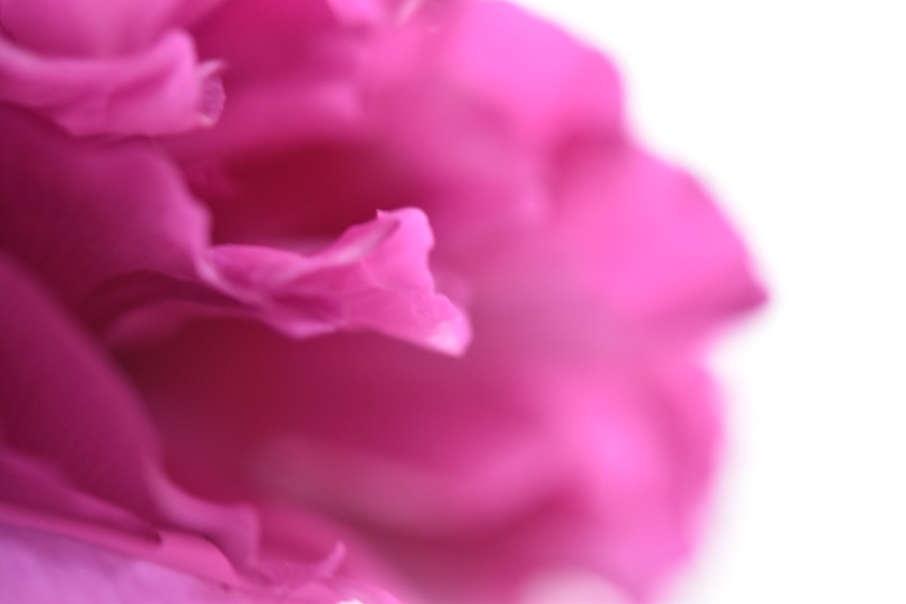 牡丹の花びら 