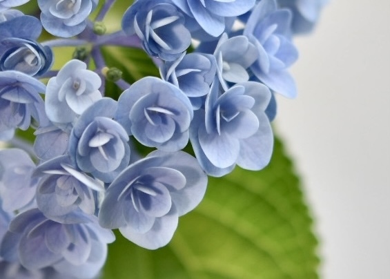 紫陽花ブルー