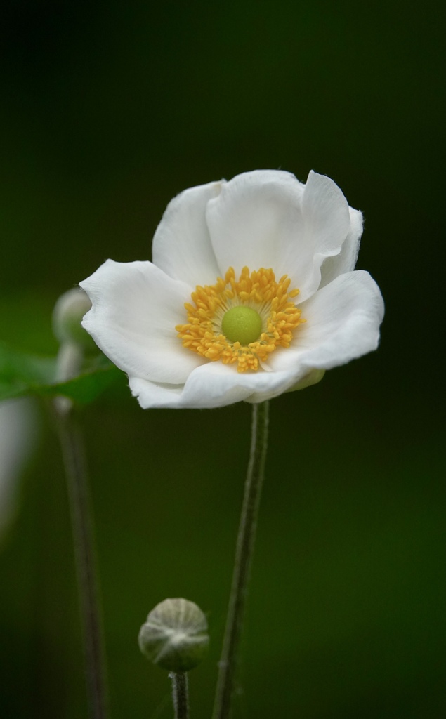風に揺られて秋明菊