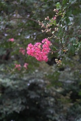 夏に咲く