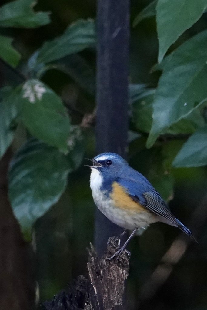 明けましておめでとうございます