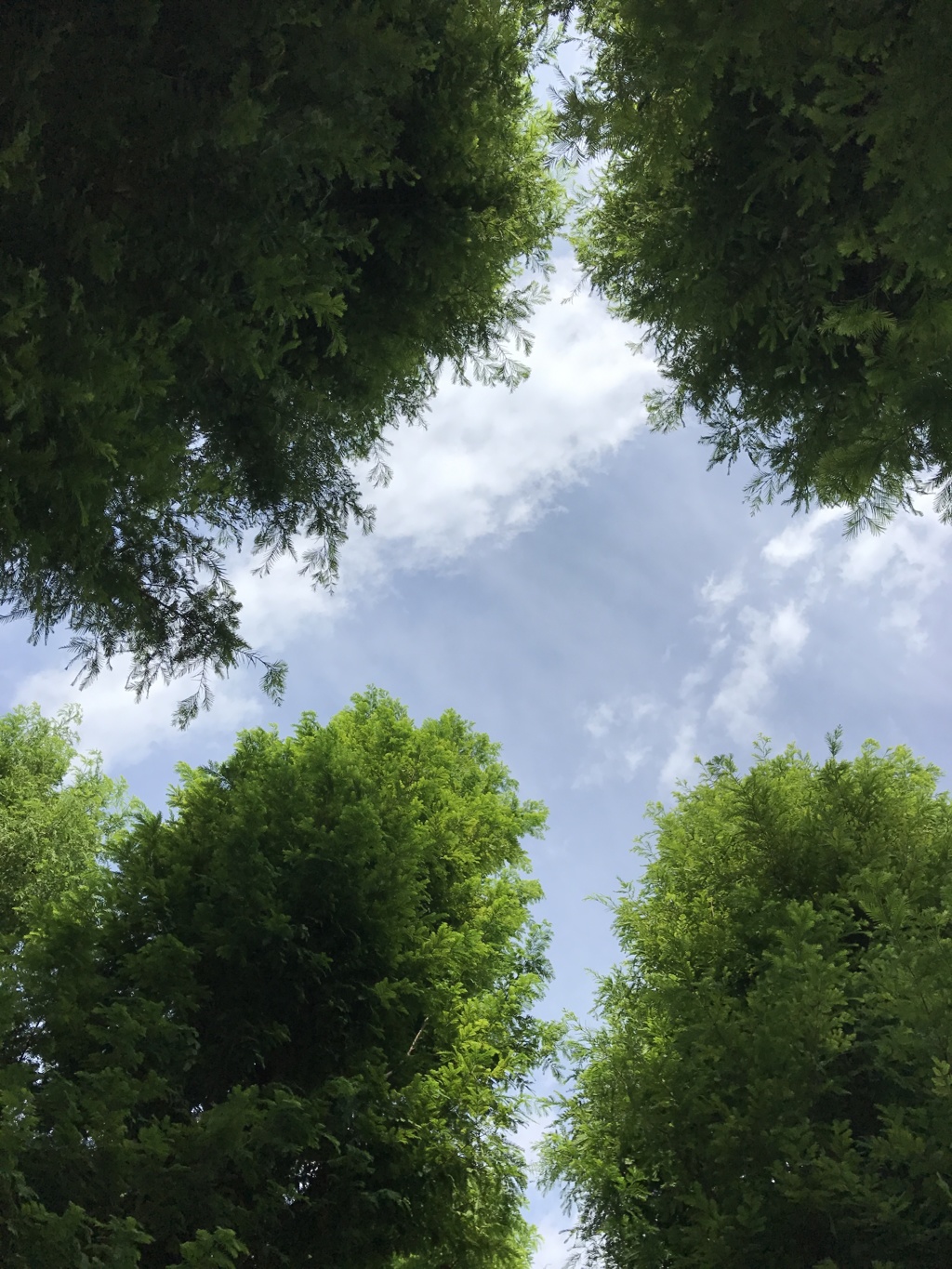 メタセコイアの夏