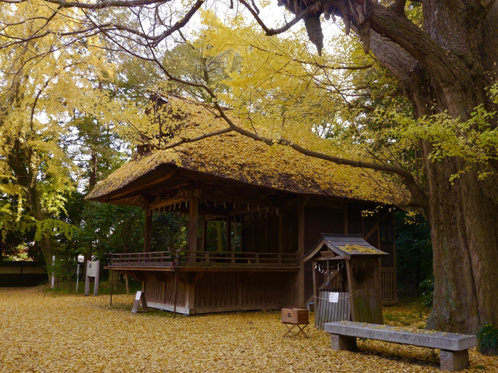 玉敷神社 神楽殿の午後は黄色。