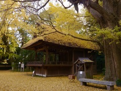 玉敷神社 神楽殿の午後は黄色。