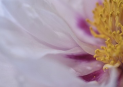 柔らかな花びら