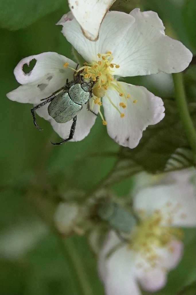 穴あきハートの花の上で