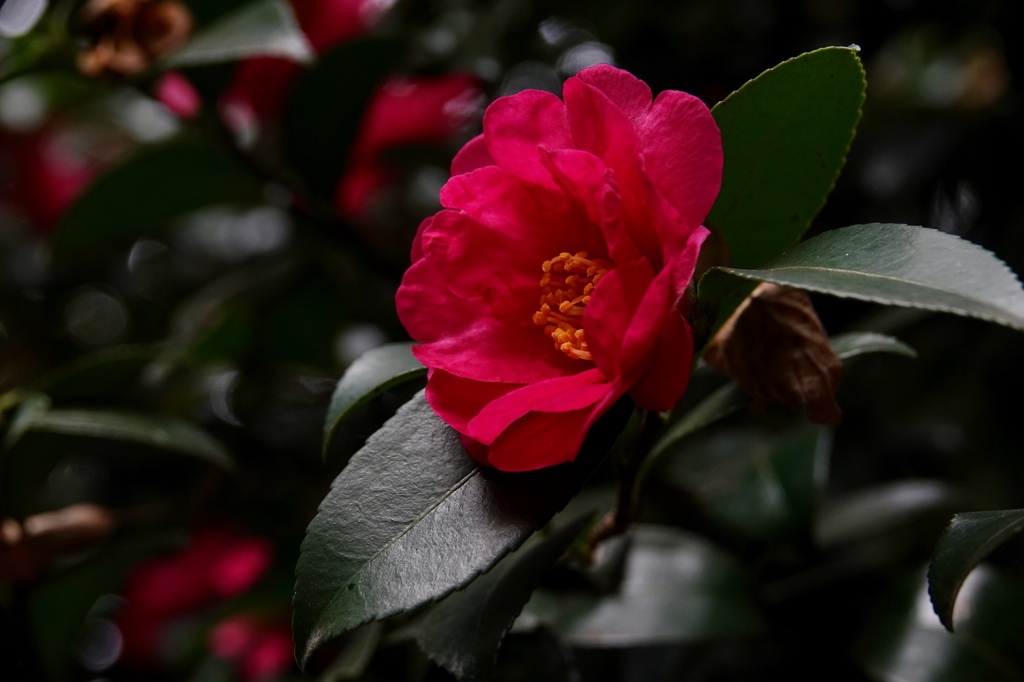 花びらは、繊細で。