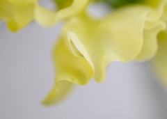 花びら
