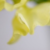 花びら