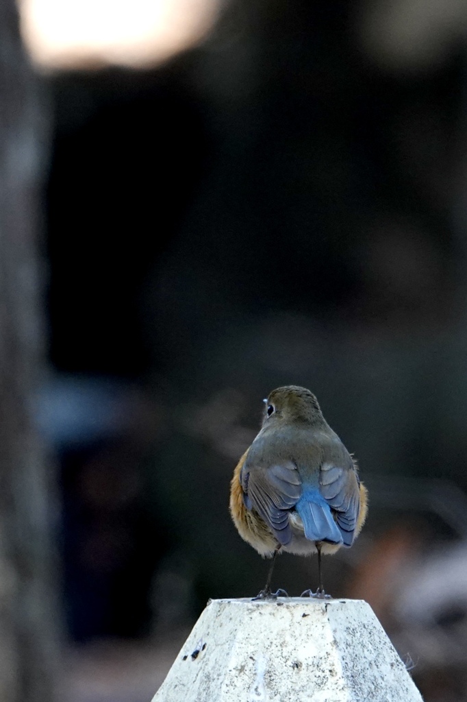 瑠璃のお嬢さん　
