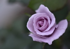 微睡む秋薔薇