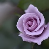 微睡む秋薔薇