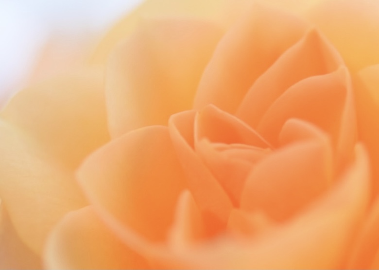 窓辺のミニ薔薇　2