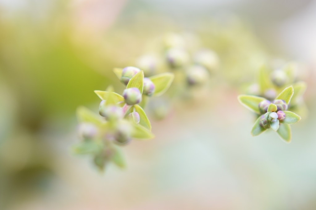 ヒイラギナンテンの花蕾
