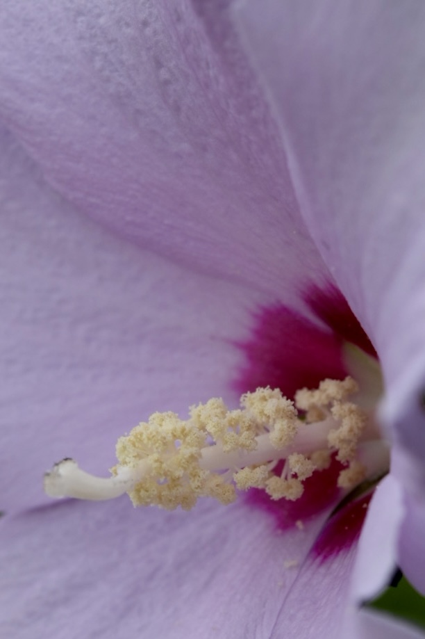 花びらは柔らかで