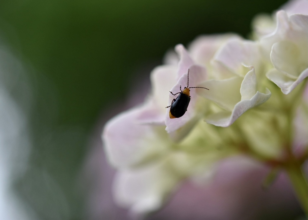 お気に入りの紫陽花