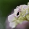 お気に入りの紫陽花