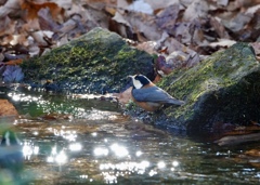 きらきらヒカル
