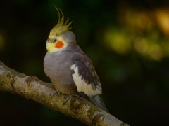 オカメインコ  んっ、怒ってるん？