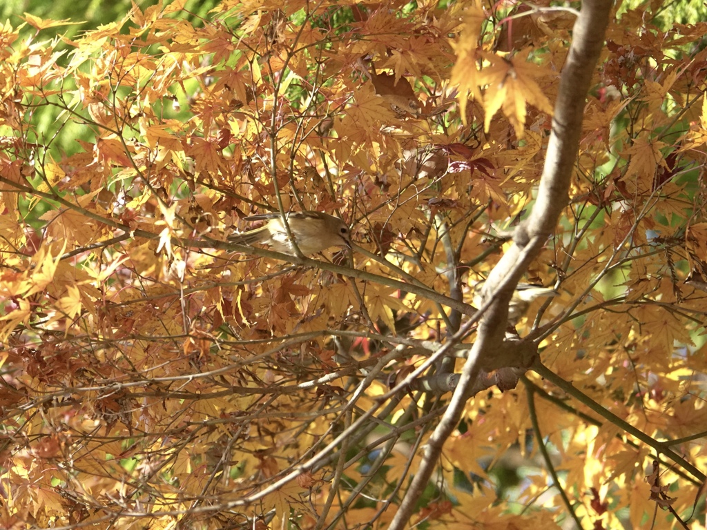 紅葉の傘の中にいる君。