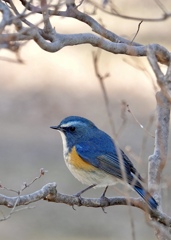 風にふかれる前のルリくん！