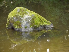 水鏡