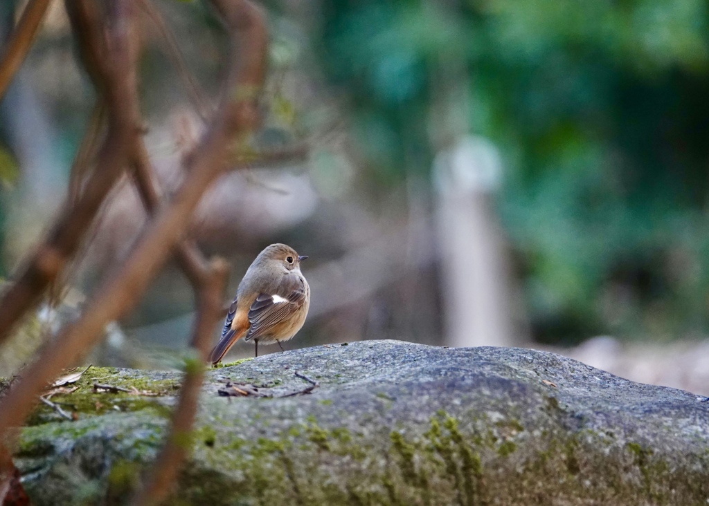 お嬢さん、おかえりなさい