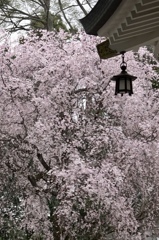 薄桜