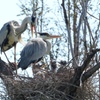 アオサギさんの子育て。