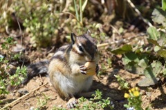 大きいの食べてるね。