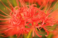曼珠沙華
