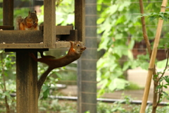 ニホンリス