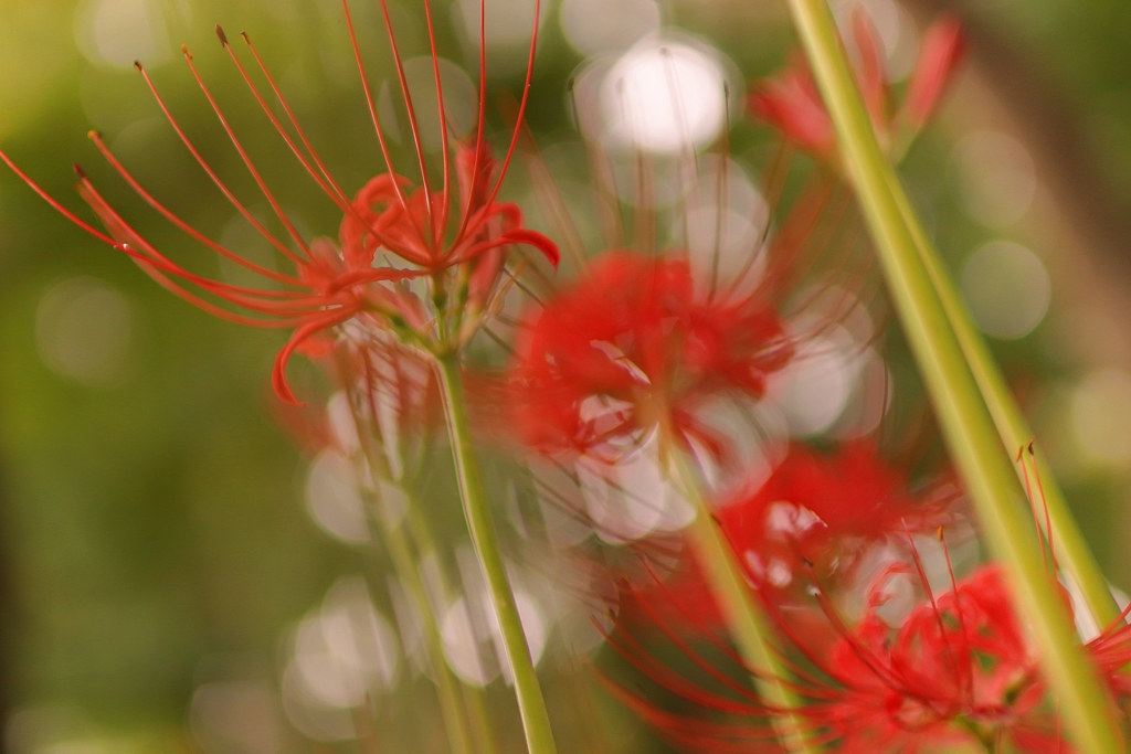 曼珠沙華