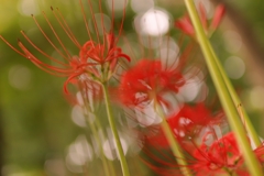 曼珠沙華