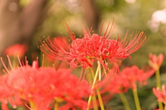 曼珠沙華