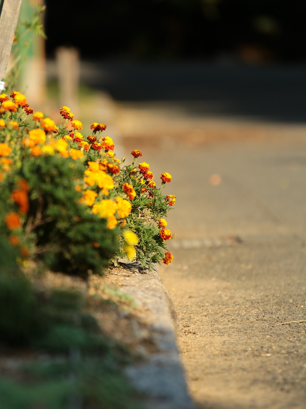 道端の花を写した試し撮り