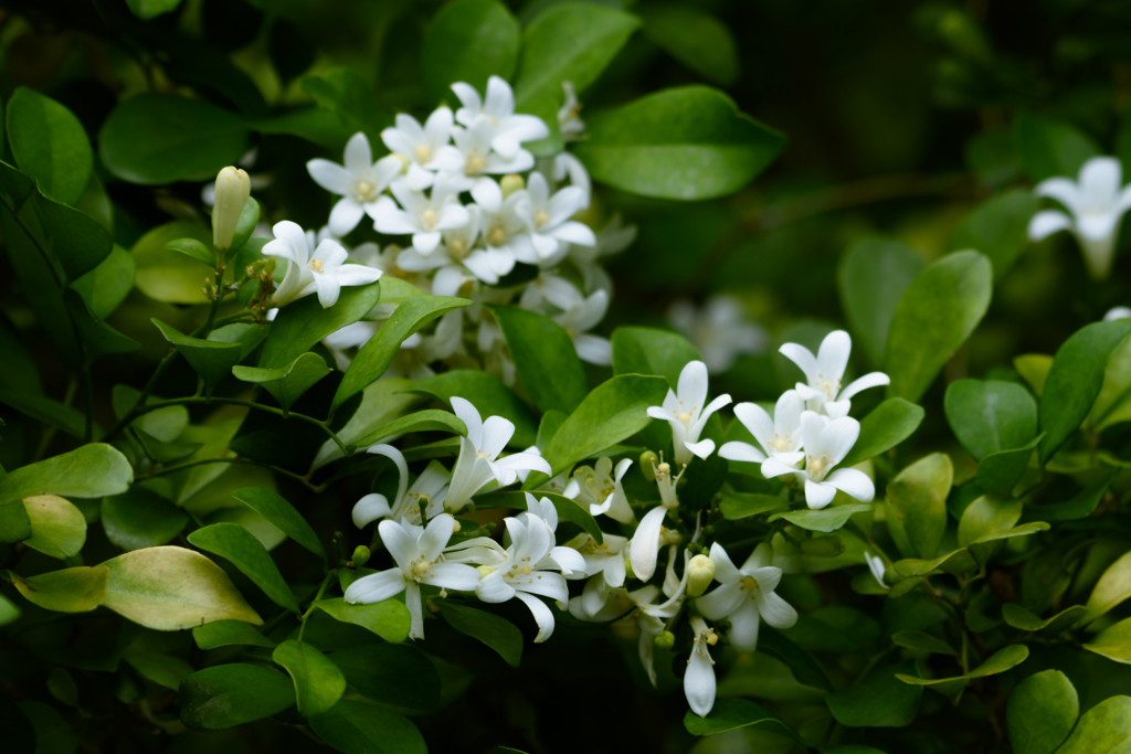 月橘の花