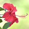 ハイビスカス